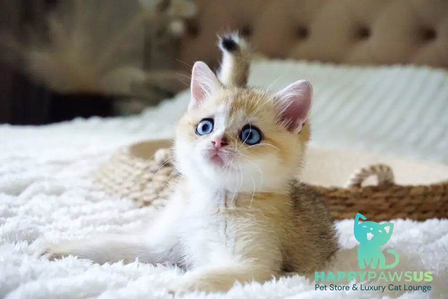 Gabi British Shorthair female black golden shaded with white - live animals