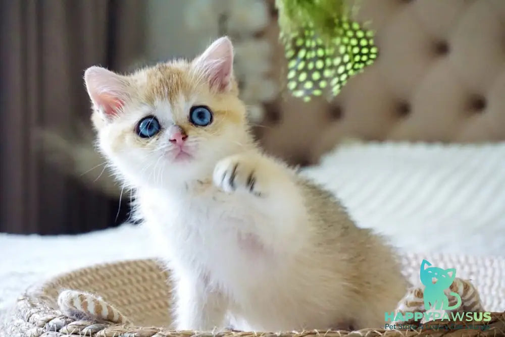 Gabi British Shorthair female black golden shaded with white - live animals