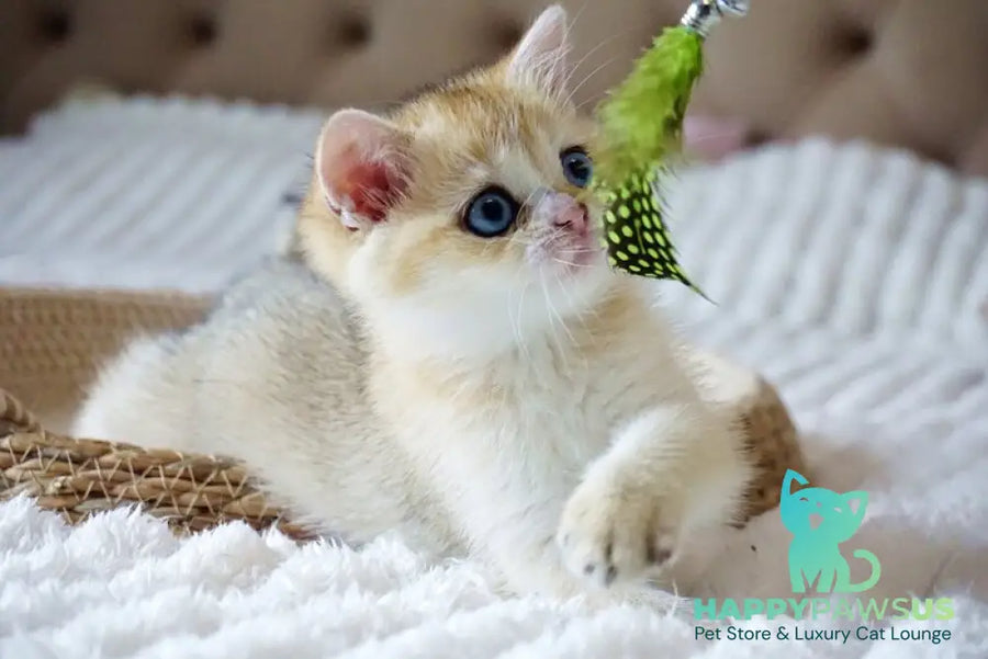 Gabi British Shorthair female black golden shaded with white - live animals