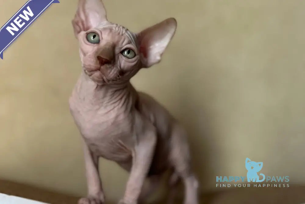 Gabi Canadian Sphynx female chocolate live animals