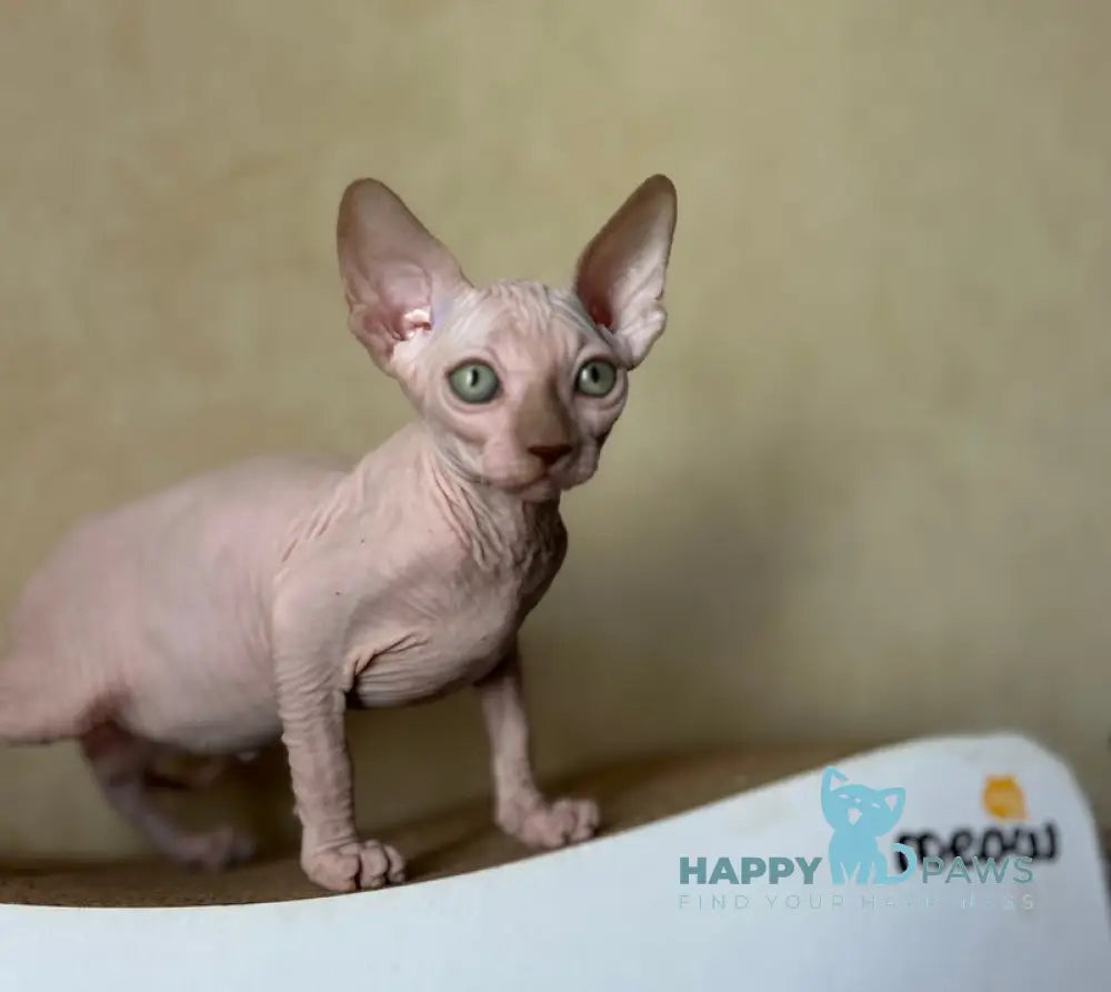 Gabi Canadian Sphynx female chocolate live animals