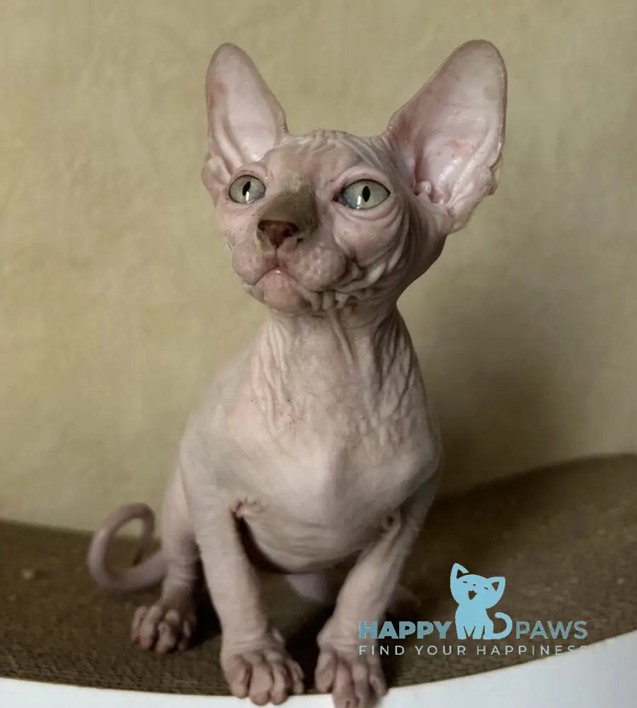 Gabi Canadian Sphynx female chocolate live animals