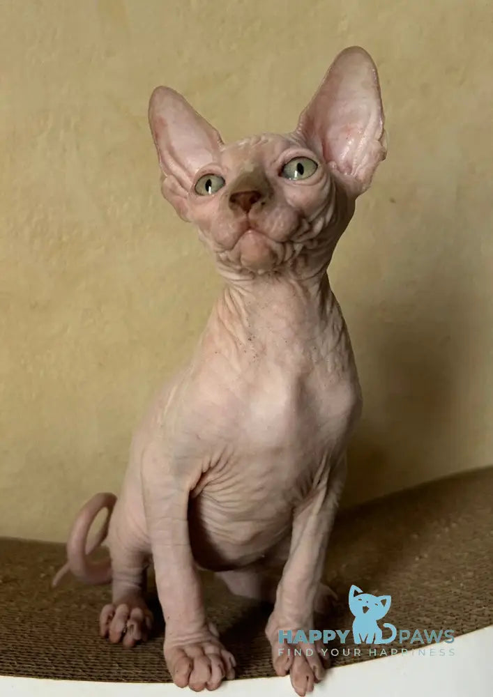 Gabi Canadian Sphynx female chocolate live animals