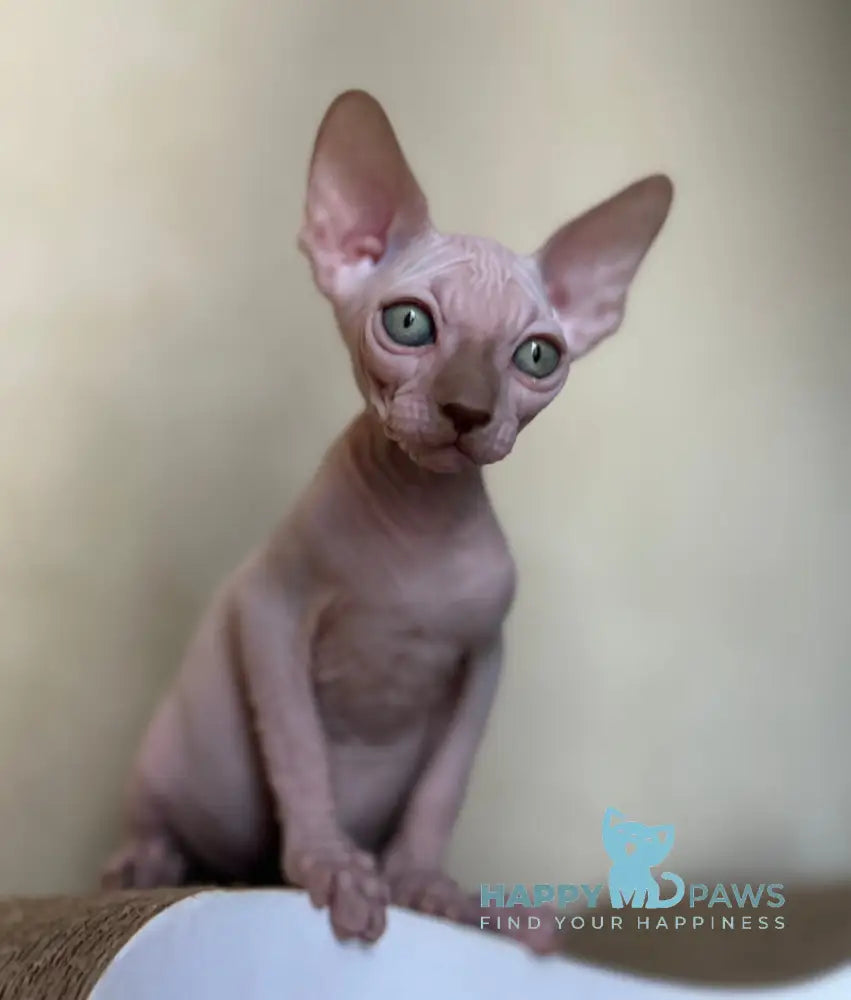 Gabi Canadian Sphynx female chocolate live animals