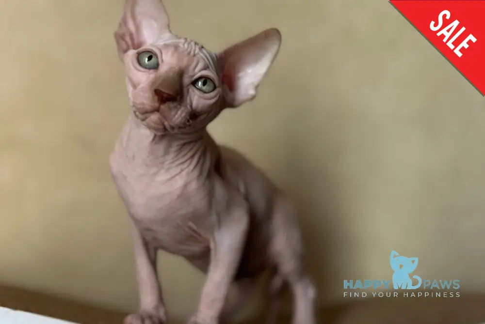 Gabi Canadian Sphynx female chocolate live animals
