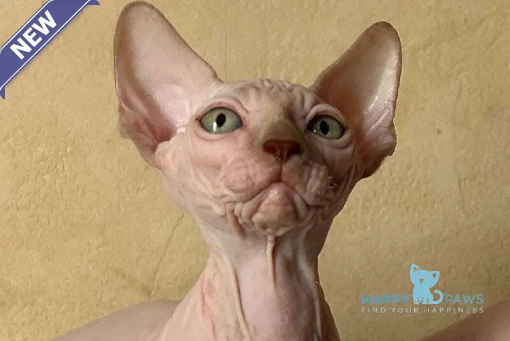 Gabi Canadian Sphynx female chocolate live animals