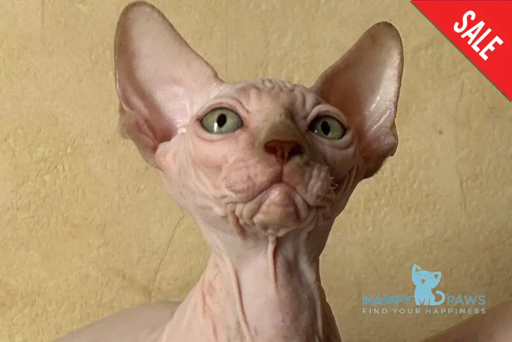 Gabi Canadian Sphynx female chocolate live animals
