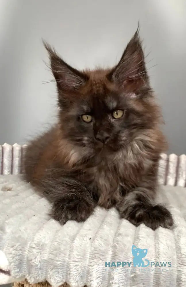 Gabi Maine Coon female blue live animals