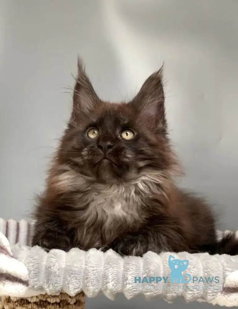 Gabi Maine Coon female blue live animals