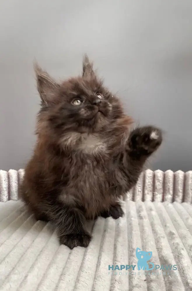 Gabi Maine Coon female blue live animals