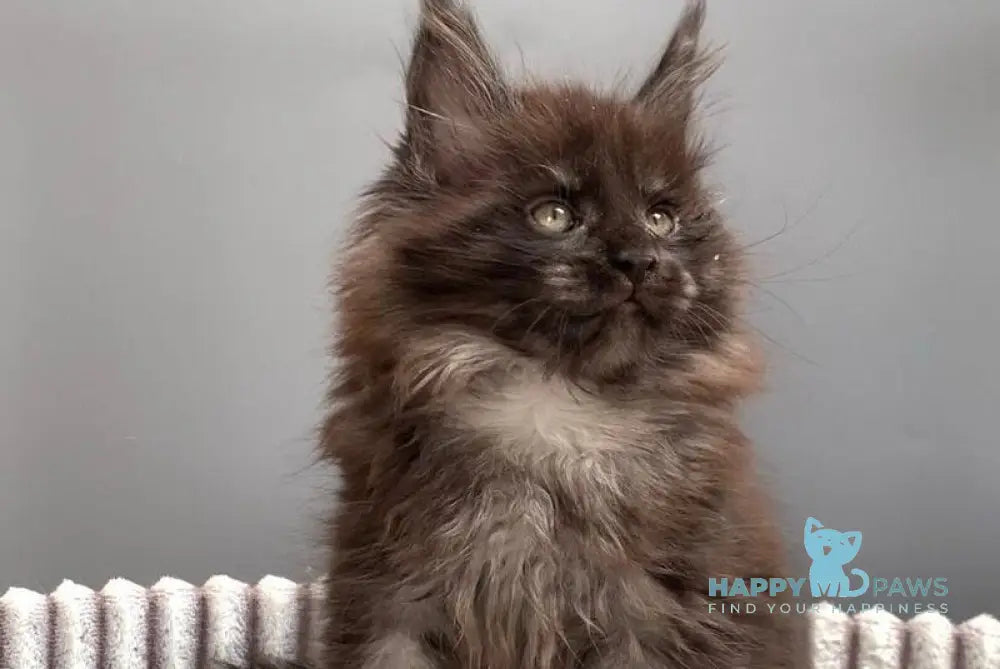 Gabi Maine Coon female blue live animals
