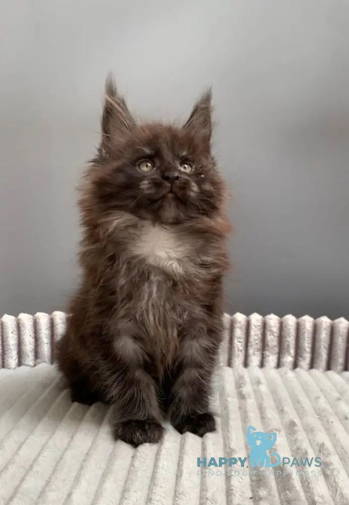 Gabi Maine Coon female blue live animals