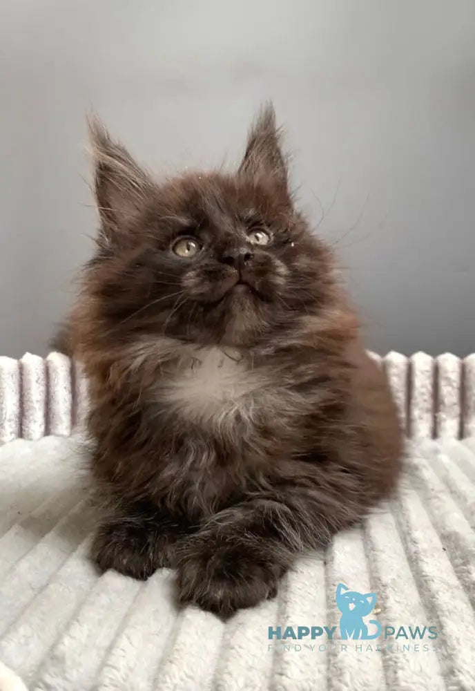 Gabi Maine Coon female blue live animals