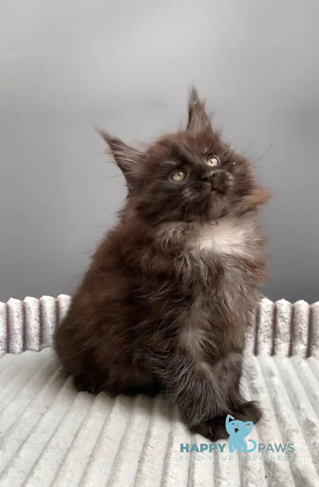 Gabi Maine Coon female blue live animals