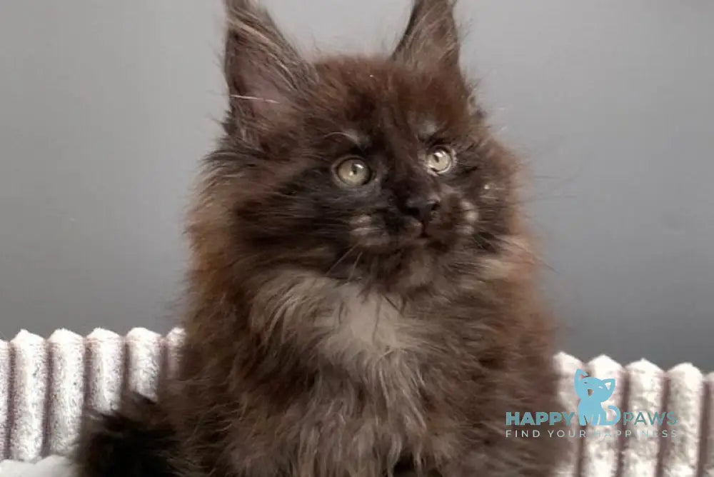 Gabi Maine Coon female blue live animals