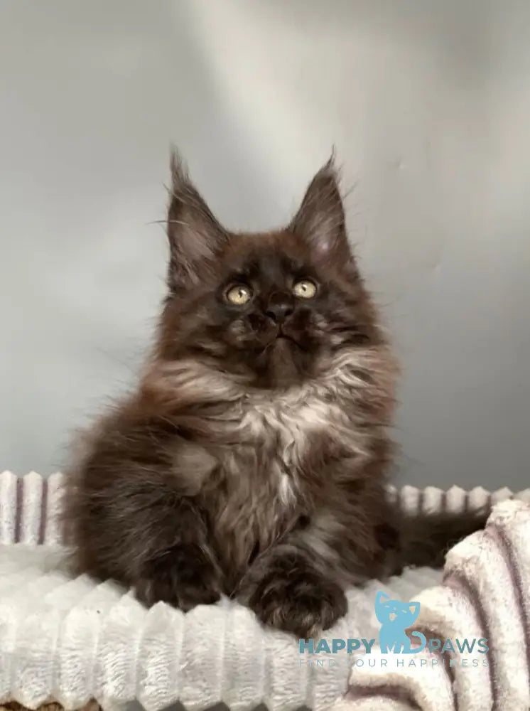 Gabi Maine Coon female blue live animals