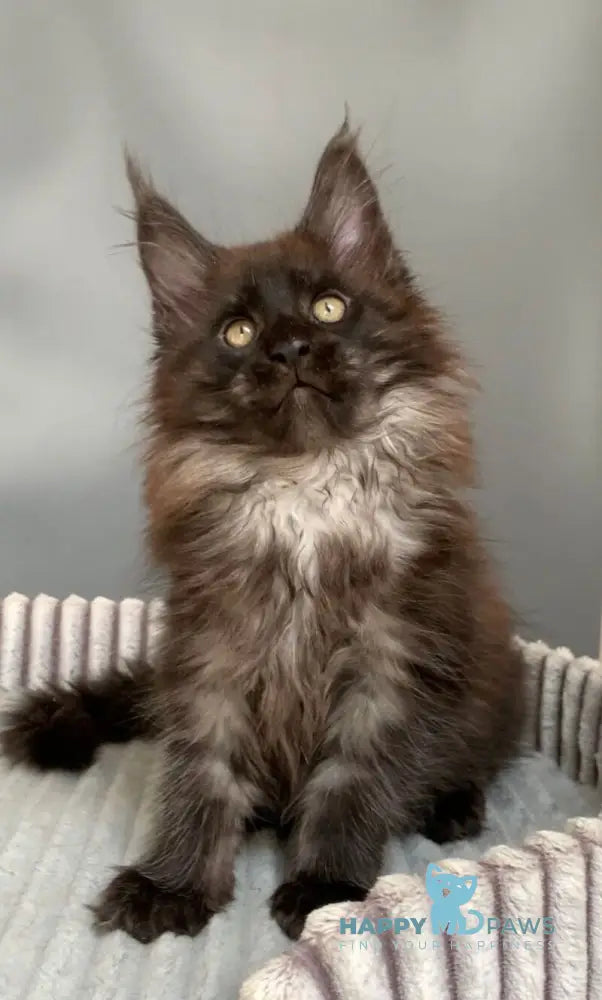 Gabi Maine Coon female blue live animals