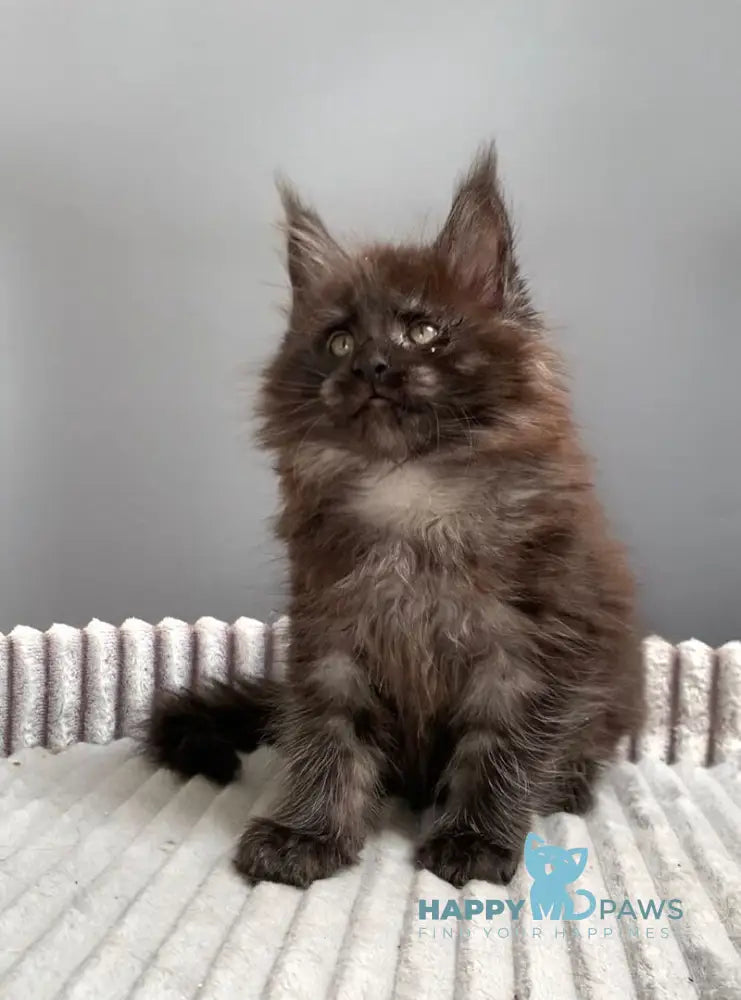 Gabi Maine Coon female blue live animals