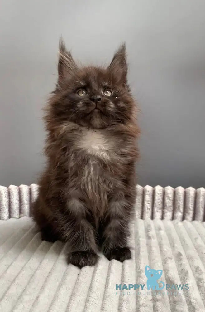 Gabi Maine Coon female blue live animals