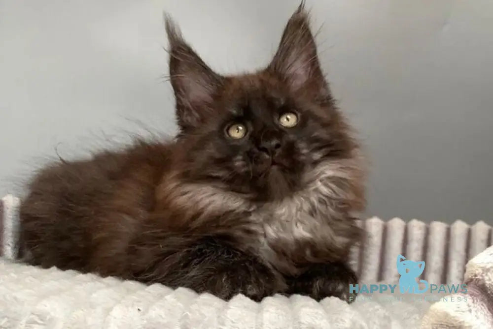 Gabi Maine Coon female blue live animals