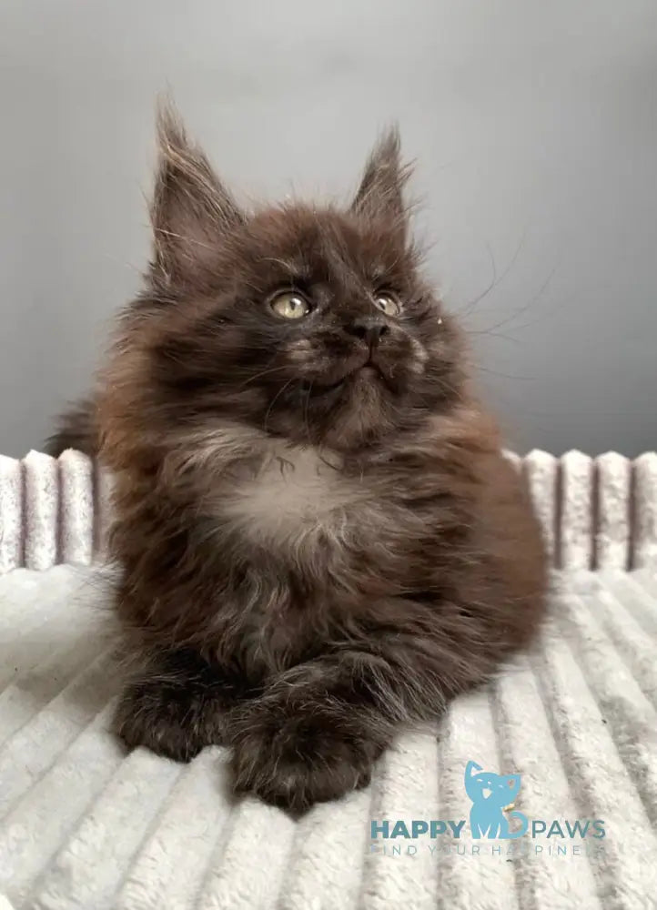 Gabi Maine Coon female blue live animals