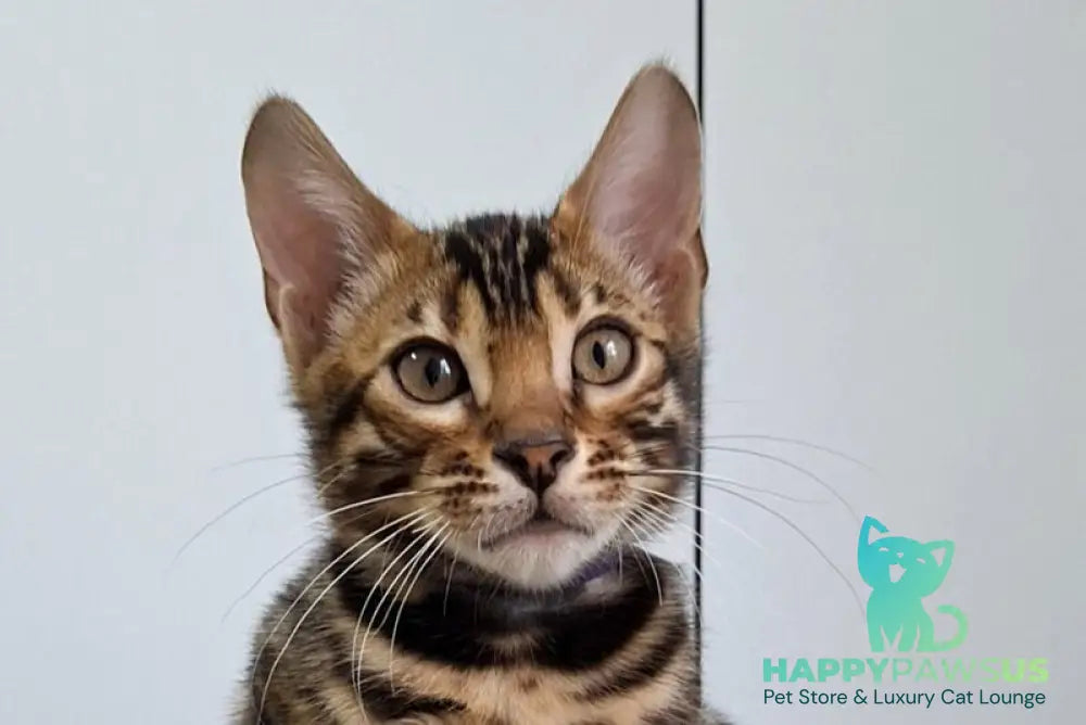 Gabik Bengal male black spotted tabby live animals