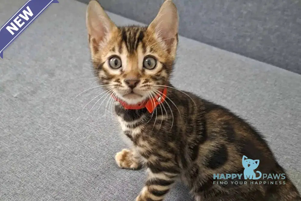 Gabik Bengal male black spotted tabby live animals