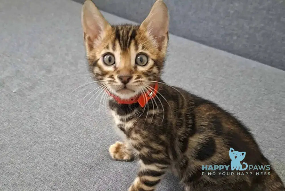 Gabik Bengal male black spotted tabby live animals