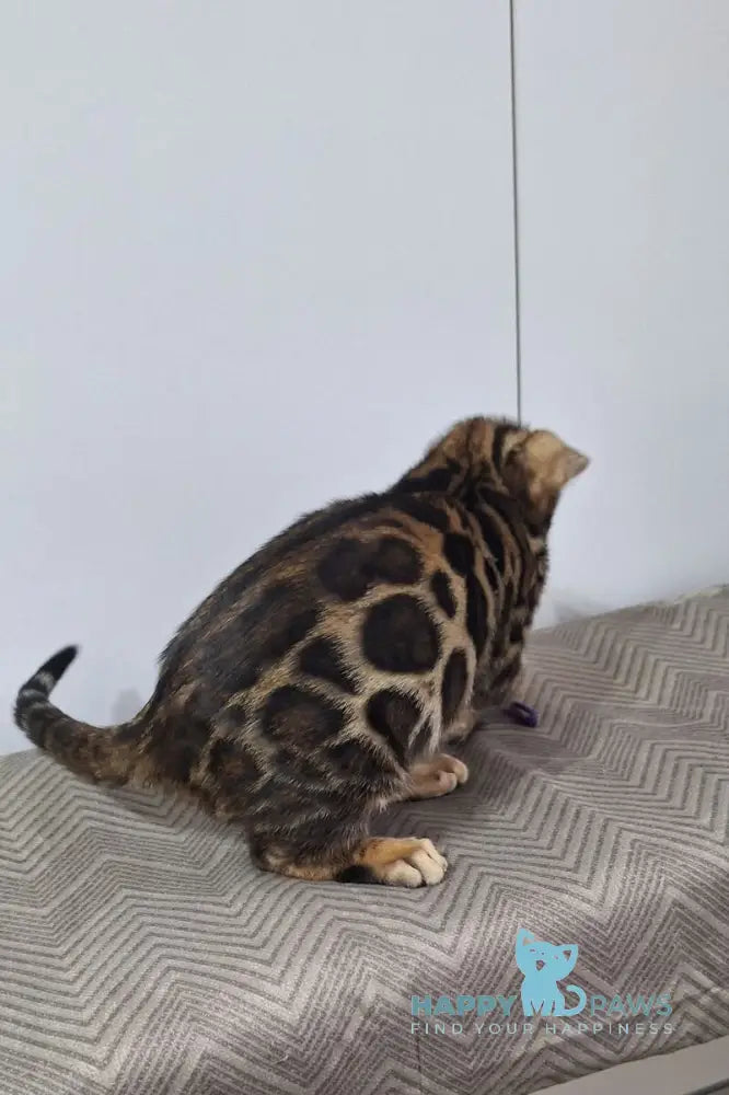 Gabik Bengal male black spotted tabby live animals