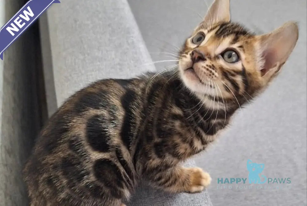 Gabik Bengal male black spotted tabby live animals