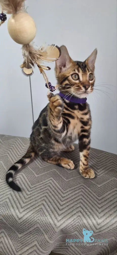 Gabik Bengal male black spotted tabby live animals