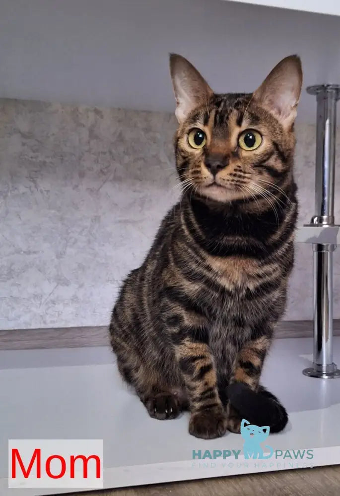 Gabik Bengal male black spotted tabby live animals