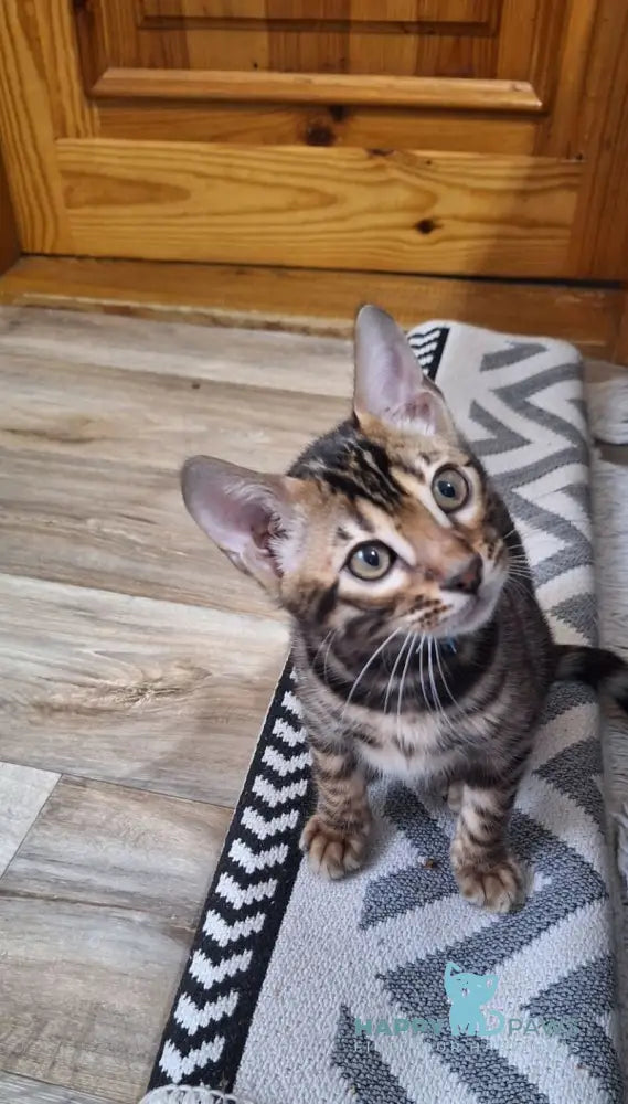 Gabik Bengal male black spotted tabby live animals