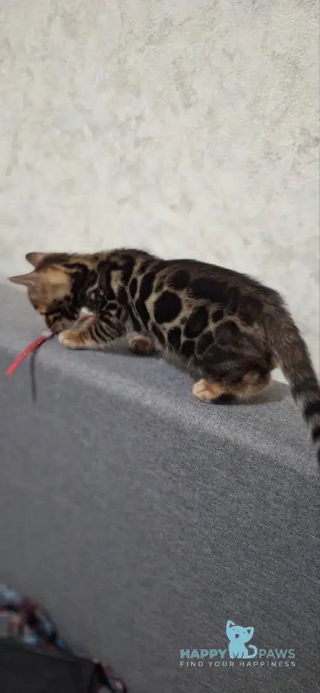 Gabik Bengal male black spotted tabby live animals