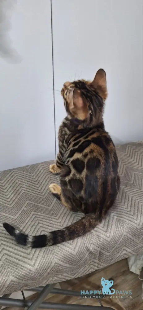 Gabik Bengal male black spotted tabby live animals