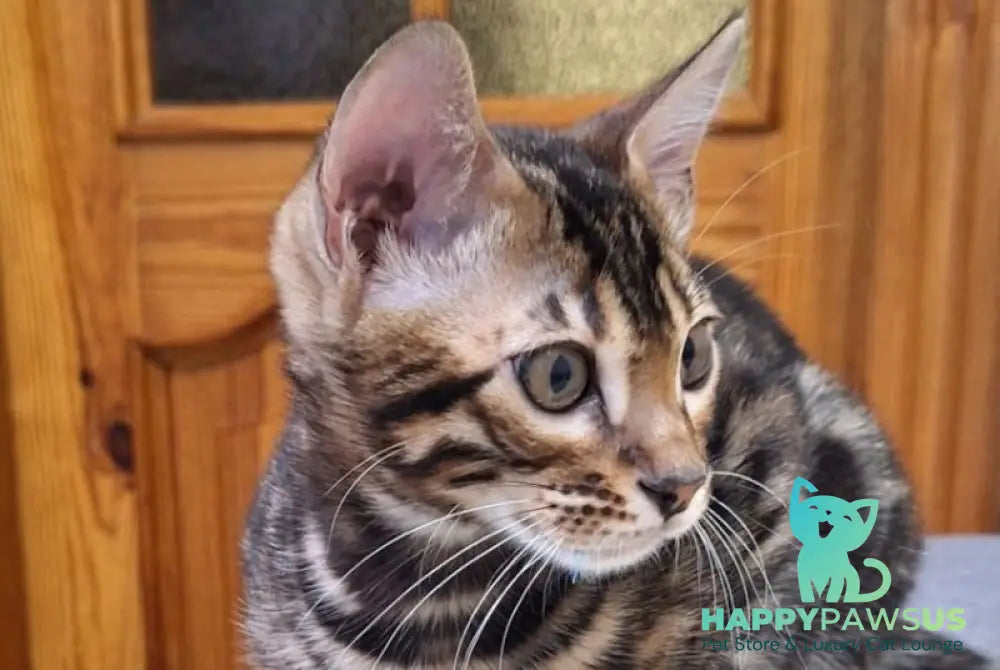 Gabik Bengal male black spotted tabby live animals