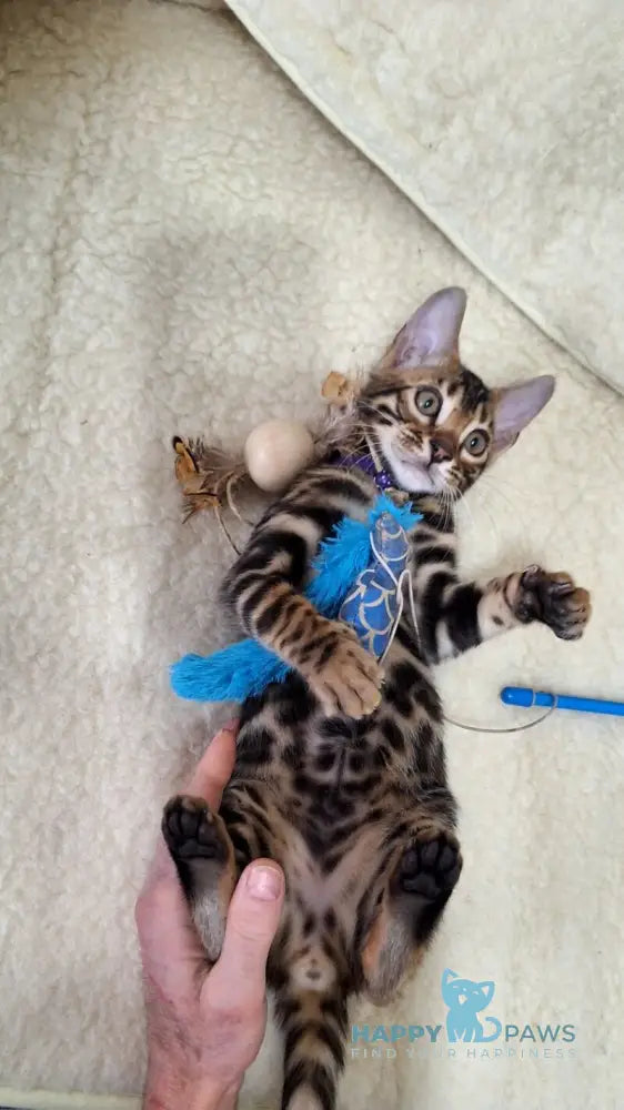 Gabik Bengal male black spotted tabby live animals