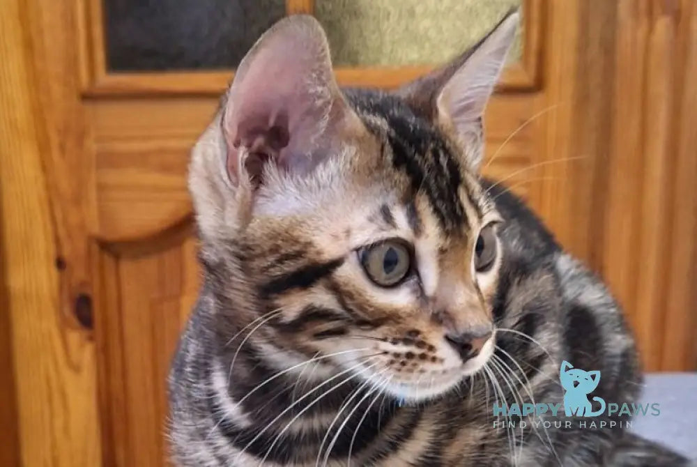 Gabik Bengal male black spotted tabby live animals