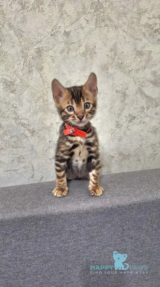 Gabik Bengal male black spotted tabby live animals