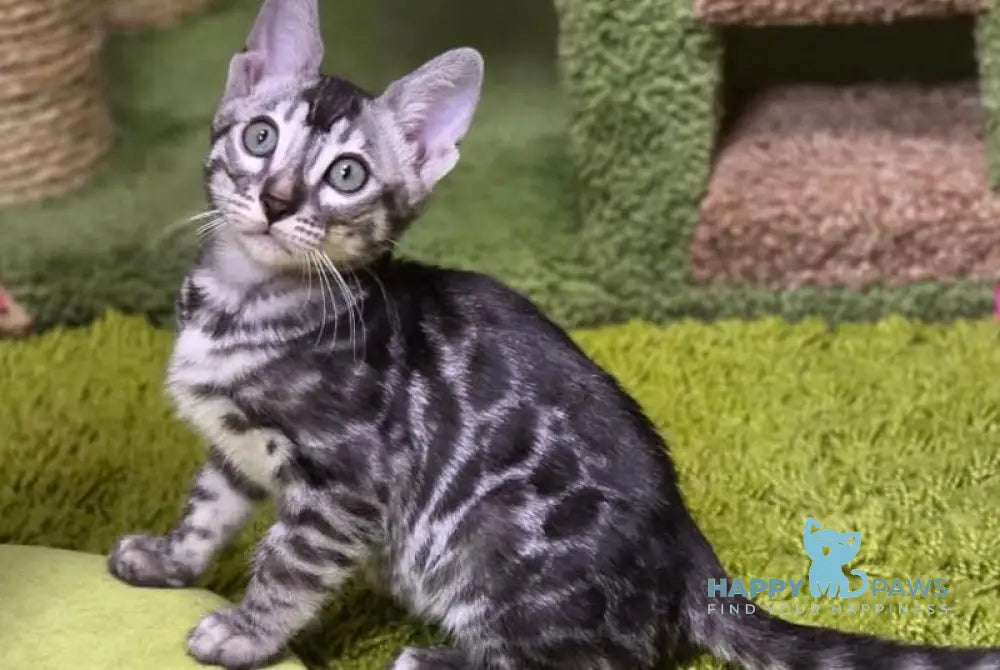 Gabriel Bengal male black silver spotted tabby live animals