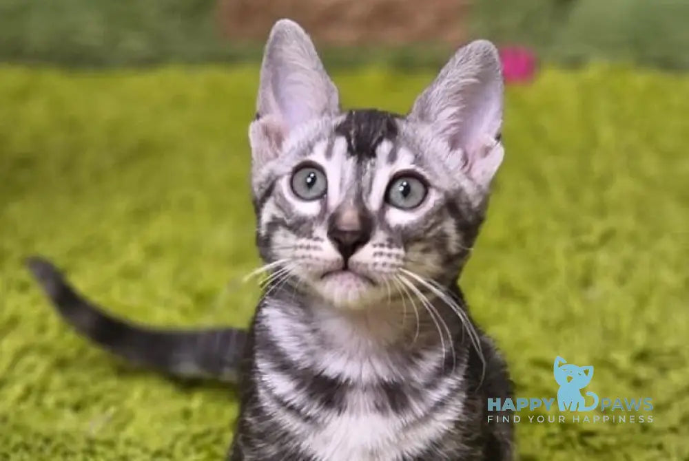 Gabriel Bengal male black silver spotted tabby live animals