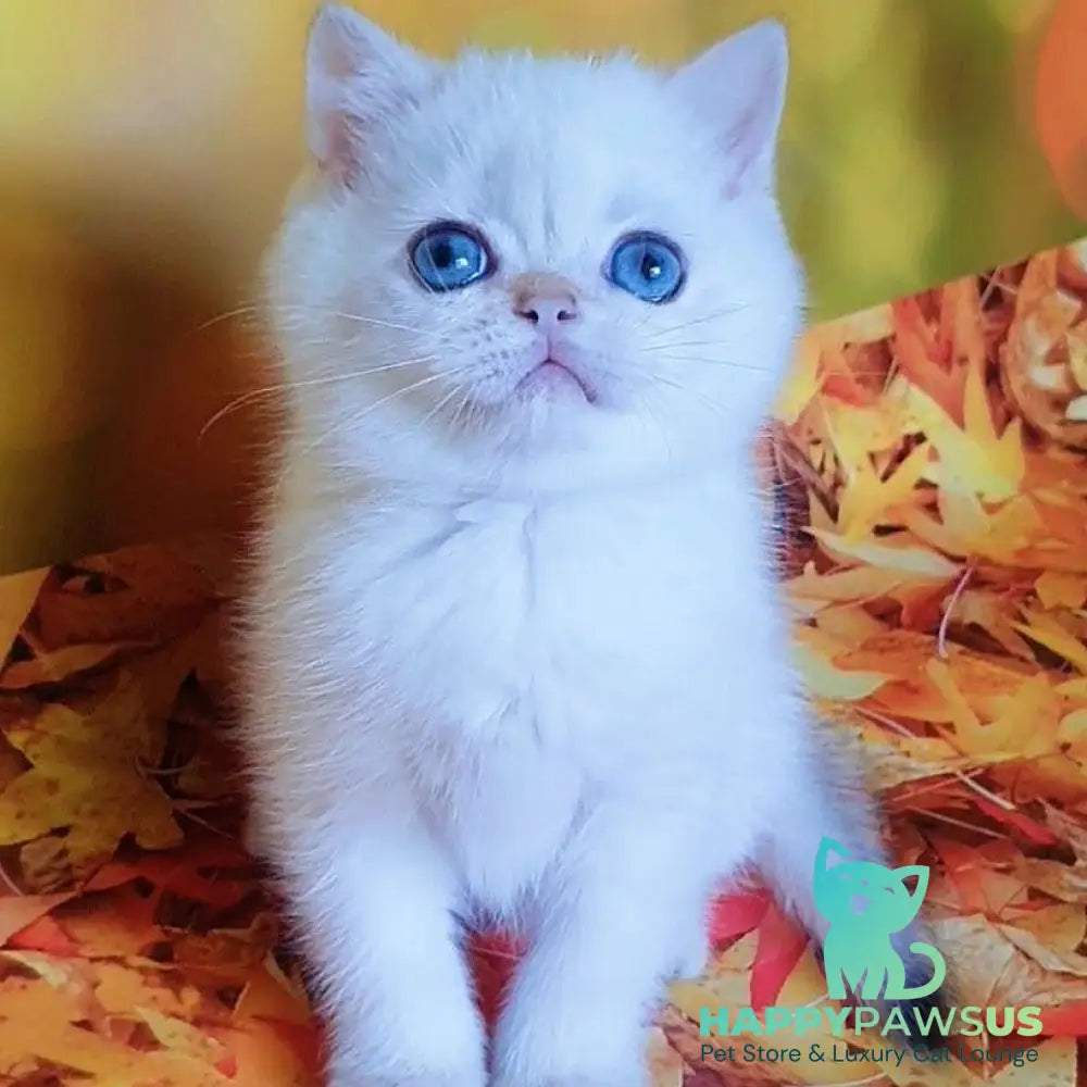 Gabriel British Shorthair male black golden shaded pointed - live animals
