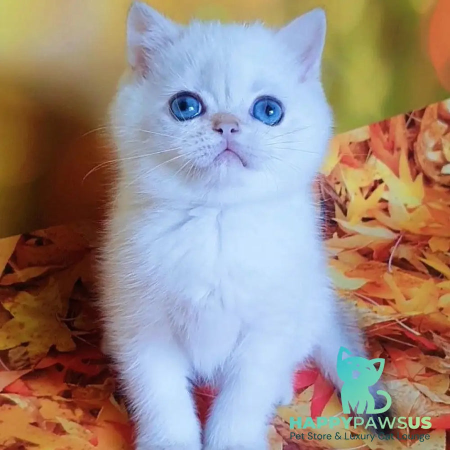 Gabriel British Shorthair male black golden shaded pointed - live animals