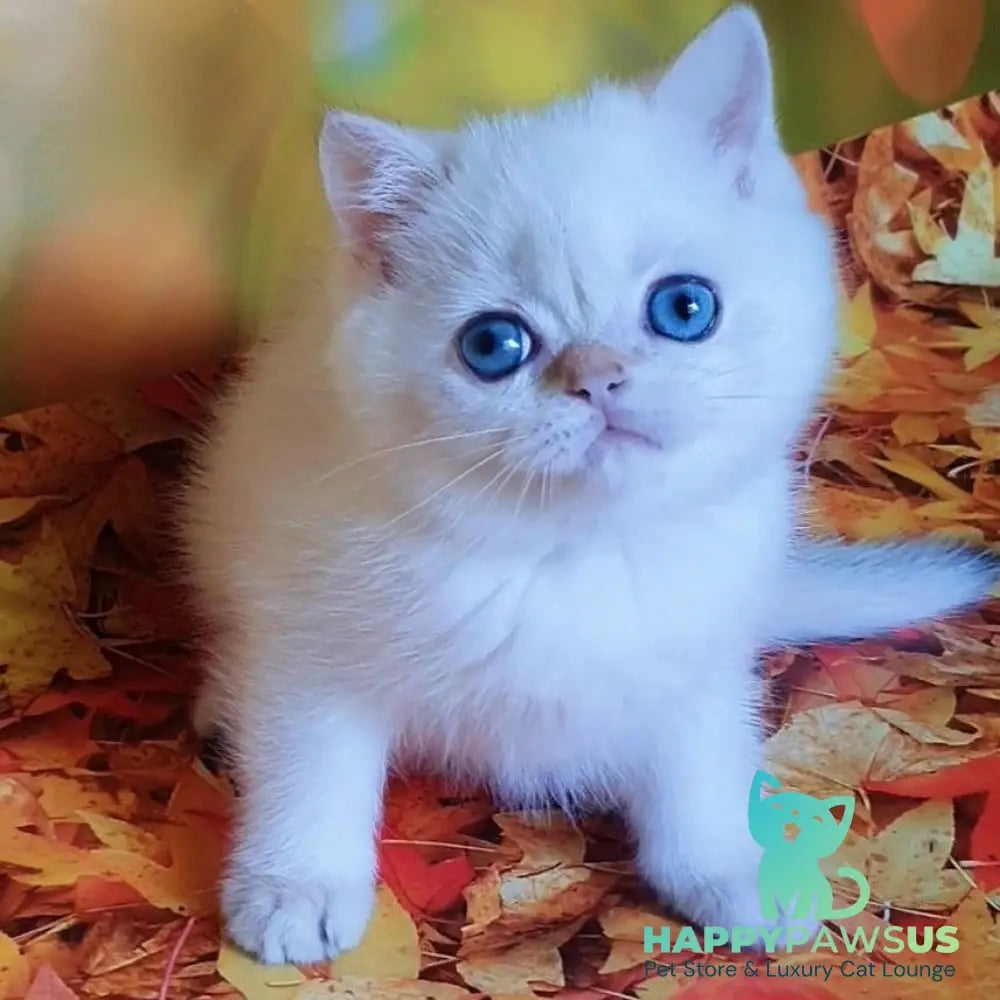 Gabriel British Shorthair male black golden shaded pointed - live animals