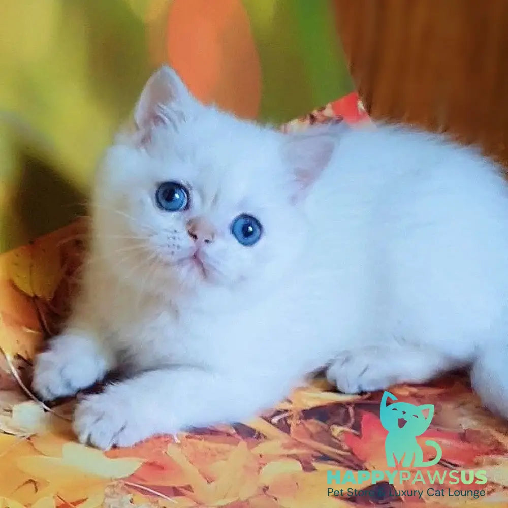 Gabriel British Shorthair male black golden shaded pointed - live animals
