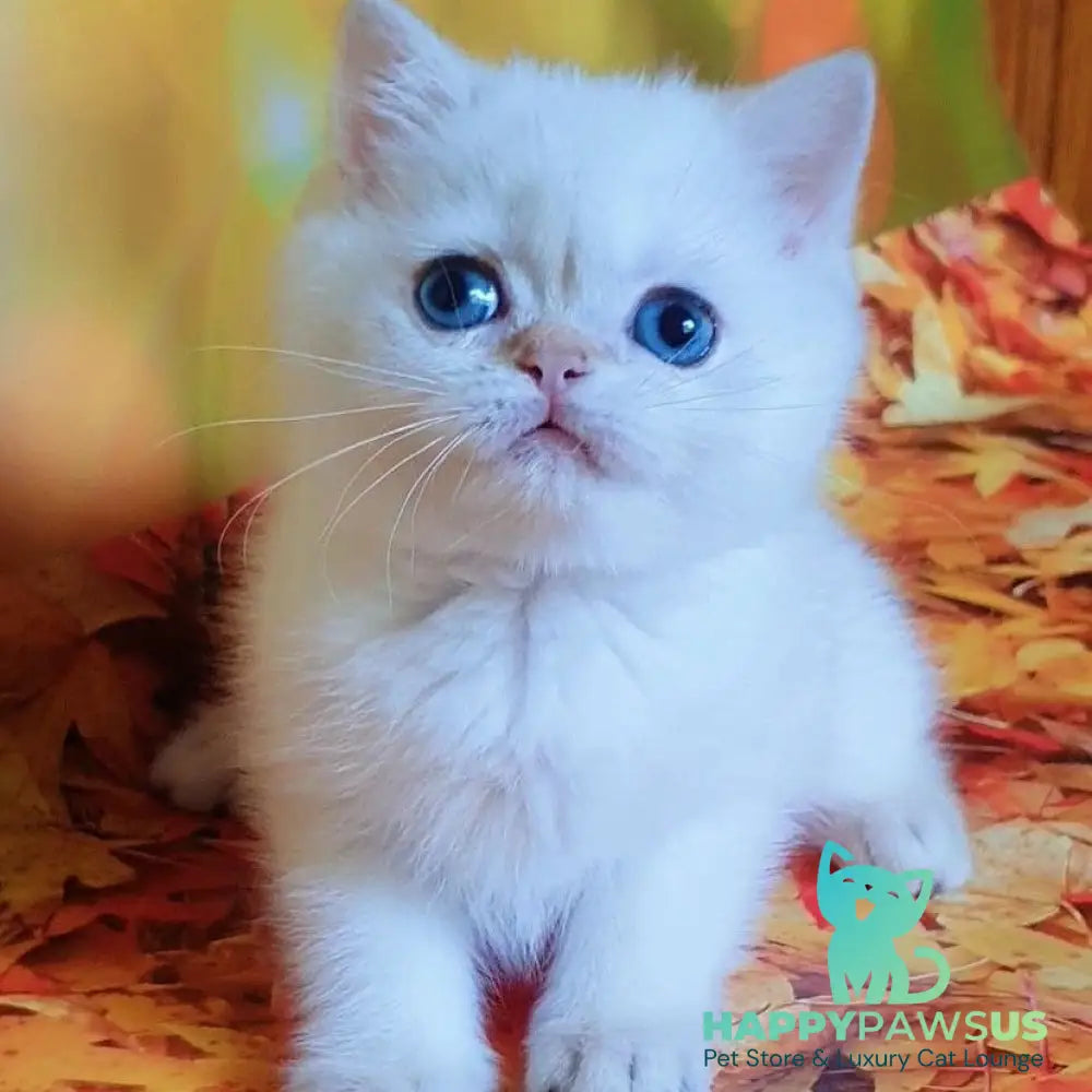 Gabriel British Shorthair male black golden shaded pointed - live animals