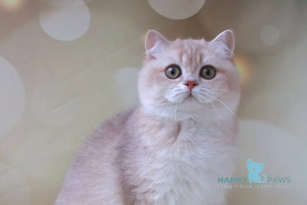 Gabriel British Shorthair male lilac golden shaded live animals