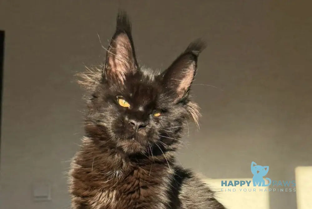 Gabriel Maine Coon female black live animals