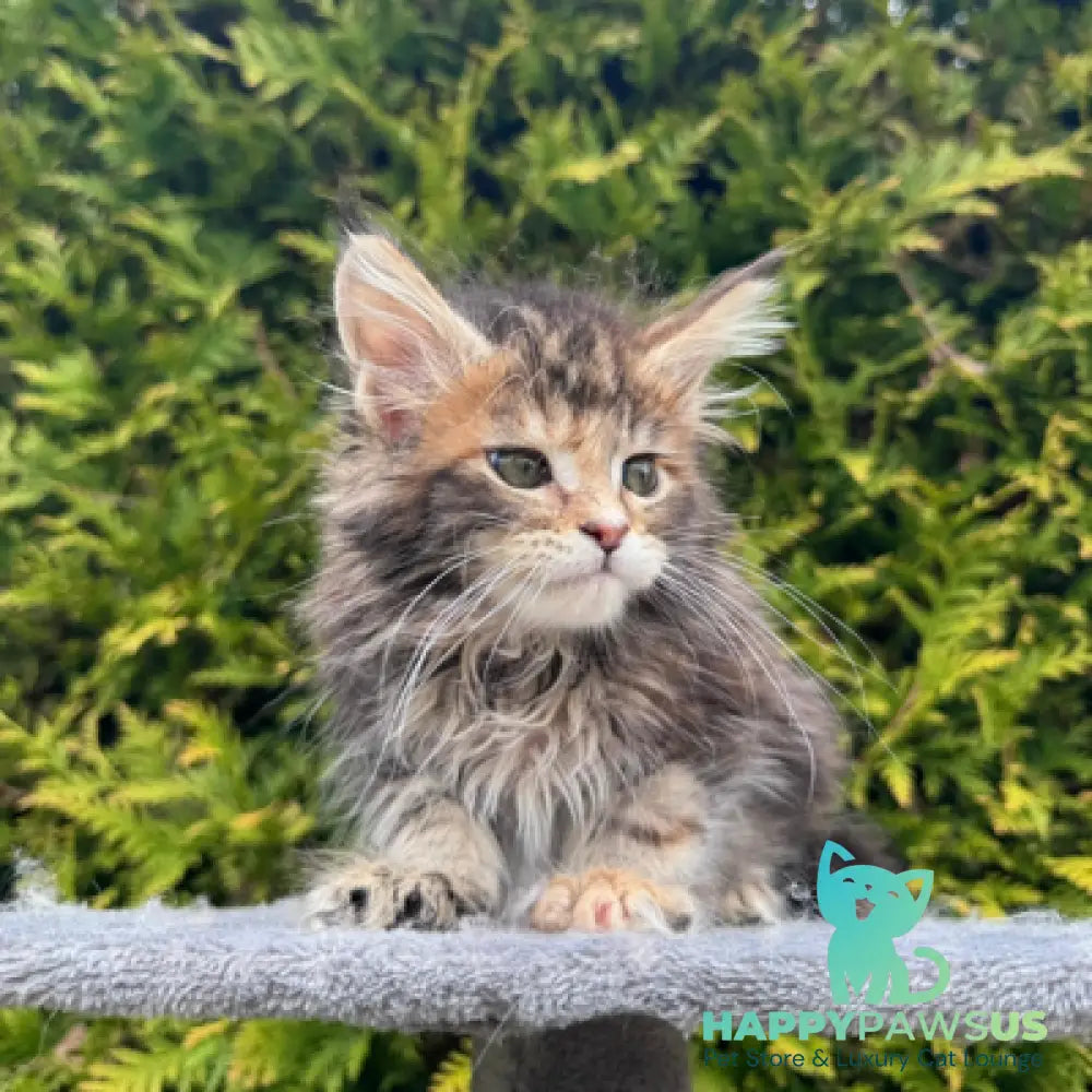 Gabriel Maine Coon female black tortie spotted tabby - live animals