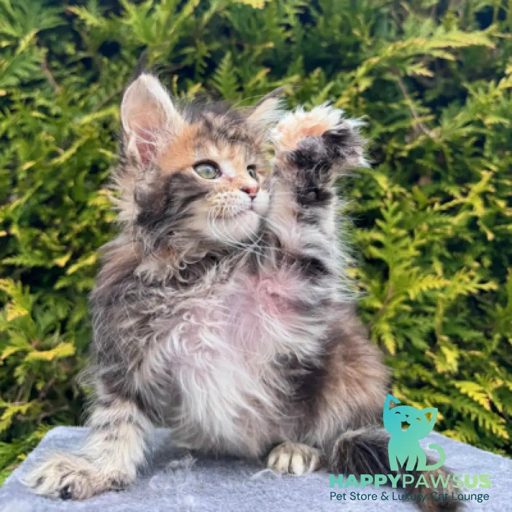 Gabriel Maine Coon female black tortie spotted tabby - live animals